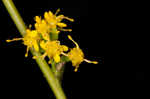 Wreath goldenrod